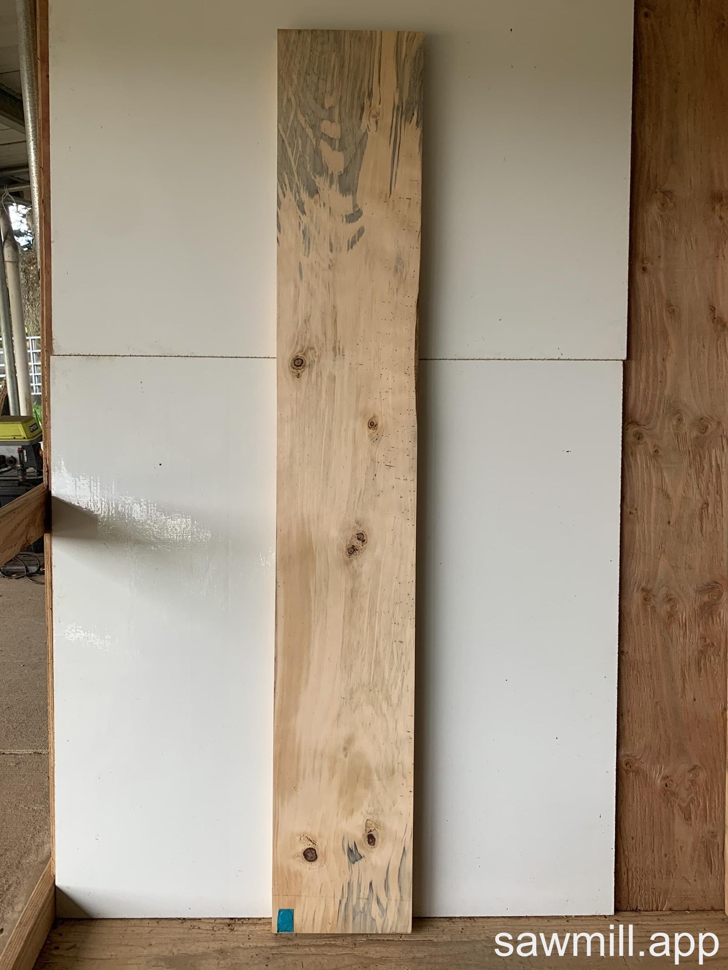 1.75" x 11" x 74" Norfolk Pine