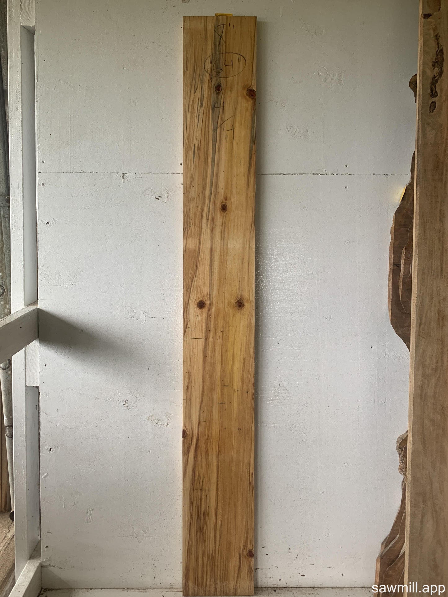 1" x 8" x 64" Norfolk Pine