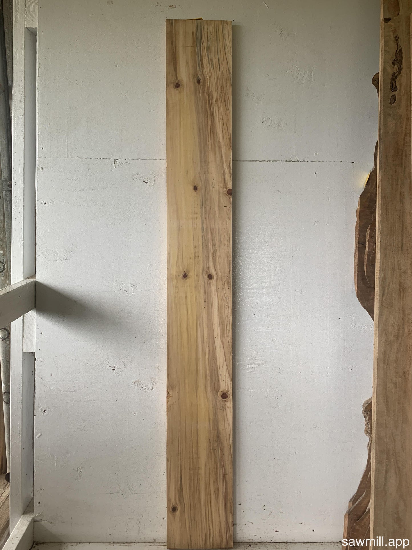 1" x 8" x 64" Norfolk Pine