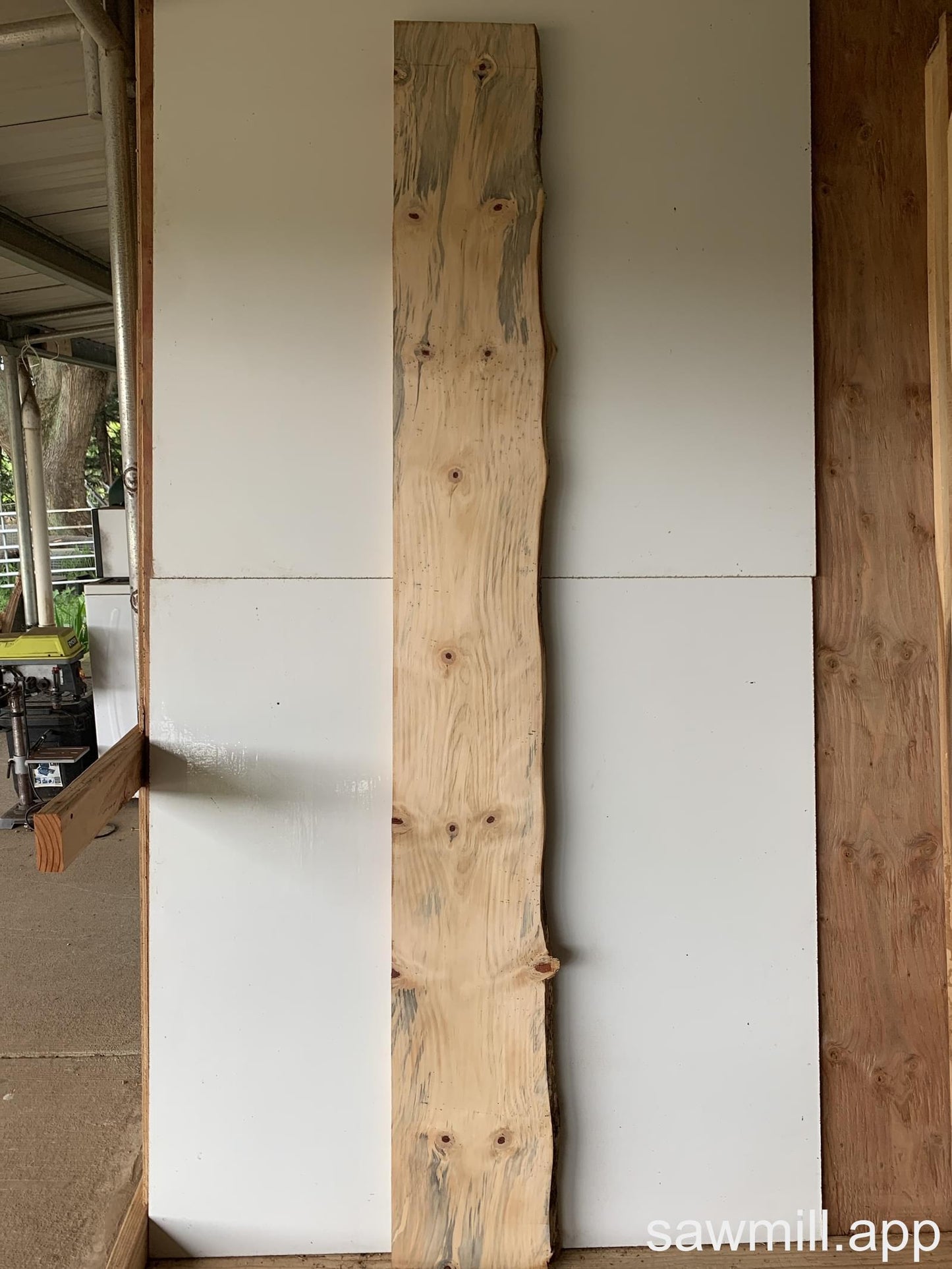 1.75" x 11" x 88" Norfolk Pine