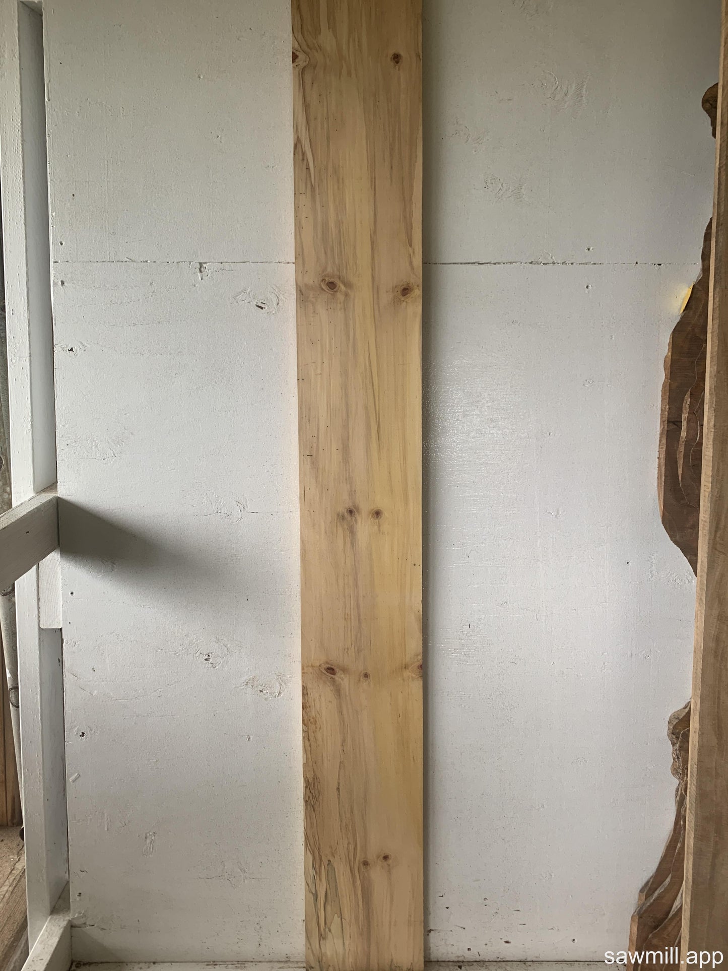1" x 8" x 67" Norfolk Pine