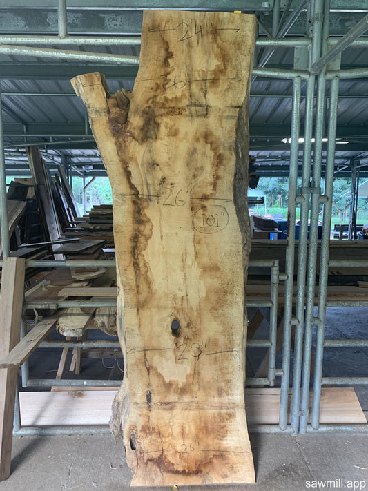 2.25" x 36" x 101" Fiddle Wood