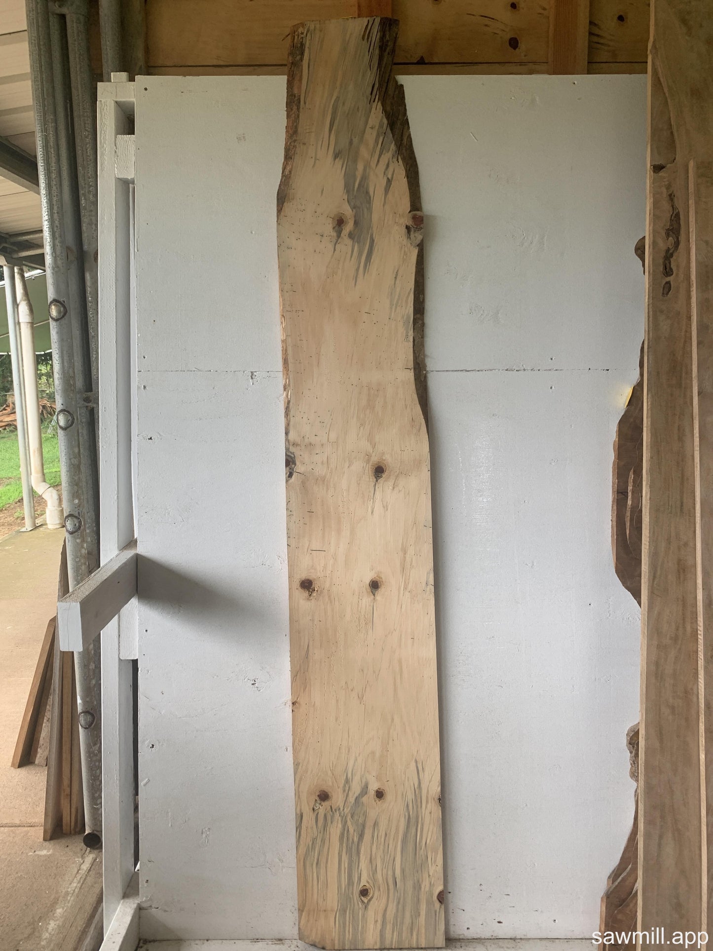 1" x 12" x 76" Norfolk Pine