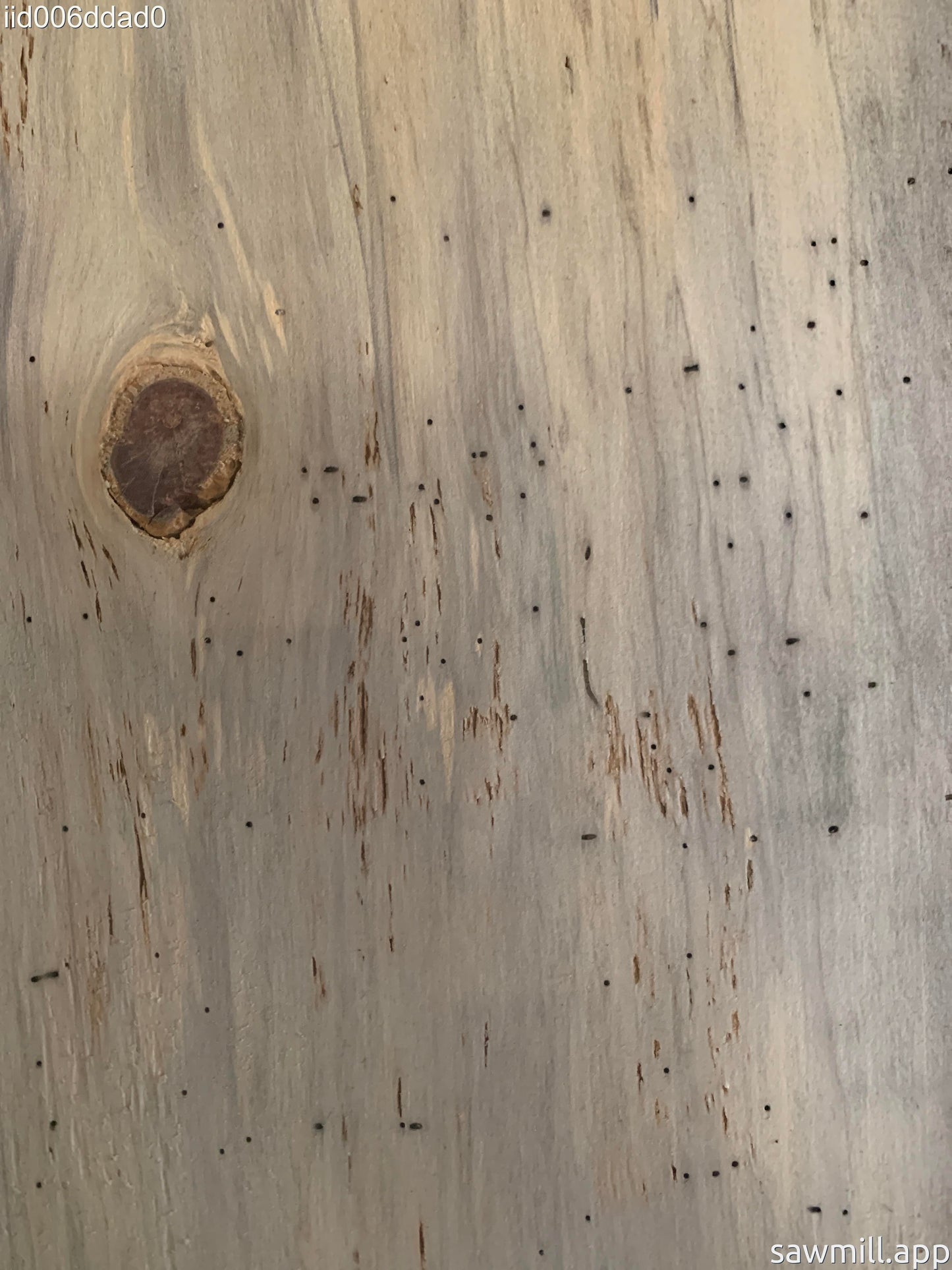 1" x 7" x 54" Norfolk Pine