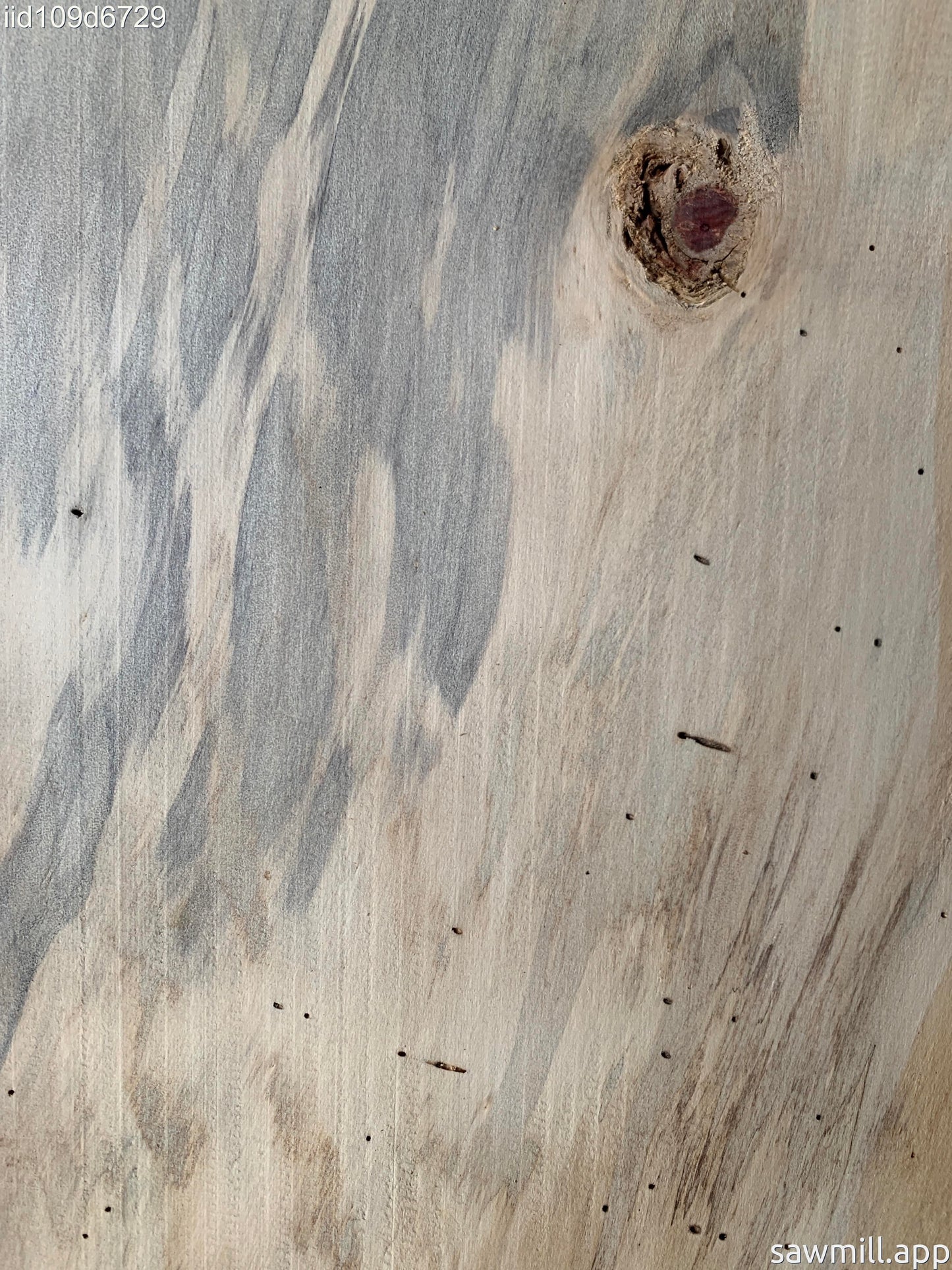 1" x 7" x 44" Norfolk Pine