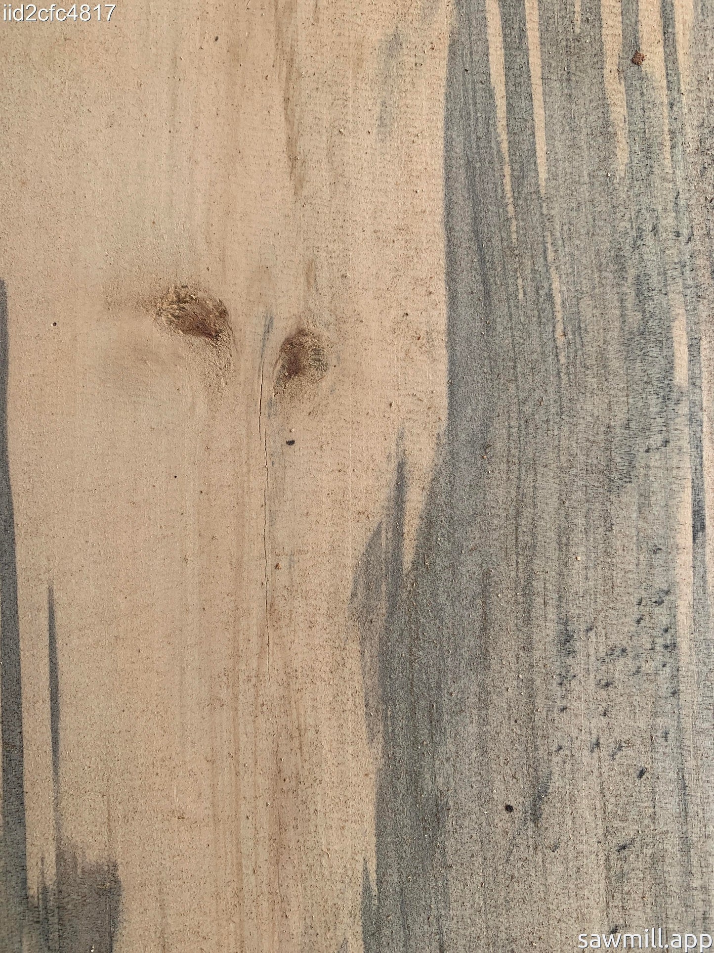 1" x 8" x 119" Norfolk Pine
