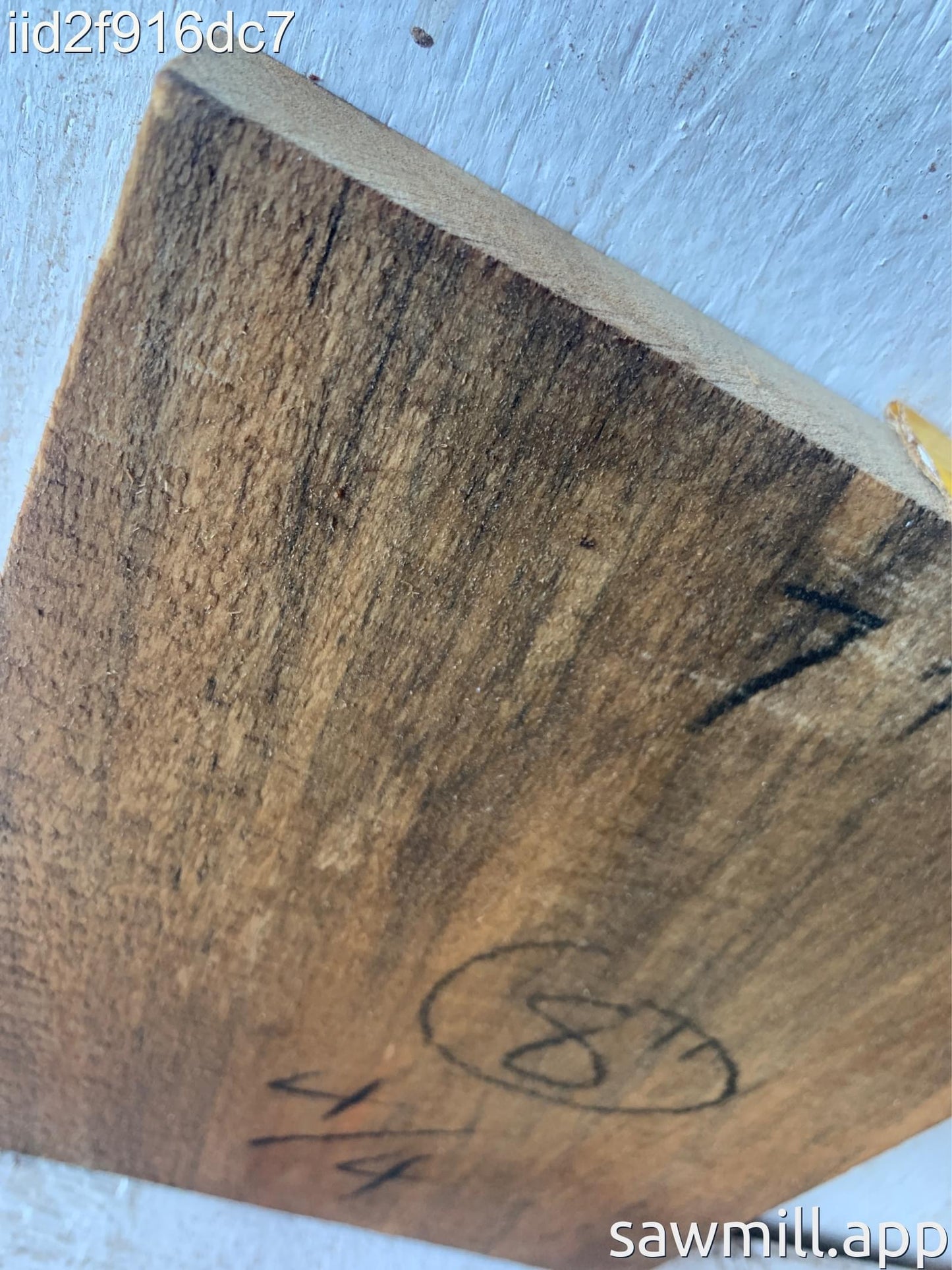 1" x 7" x 8" Norfolk Pine