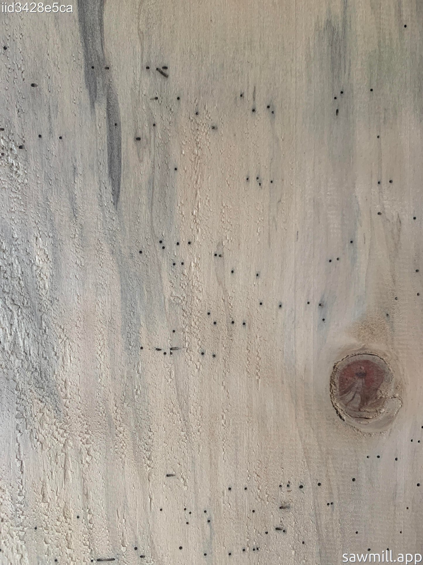 1" x 7" x 73" Norfolk Pine