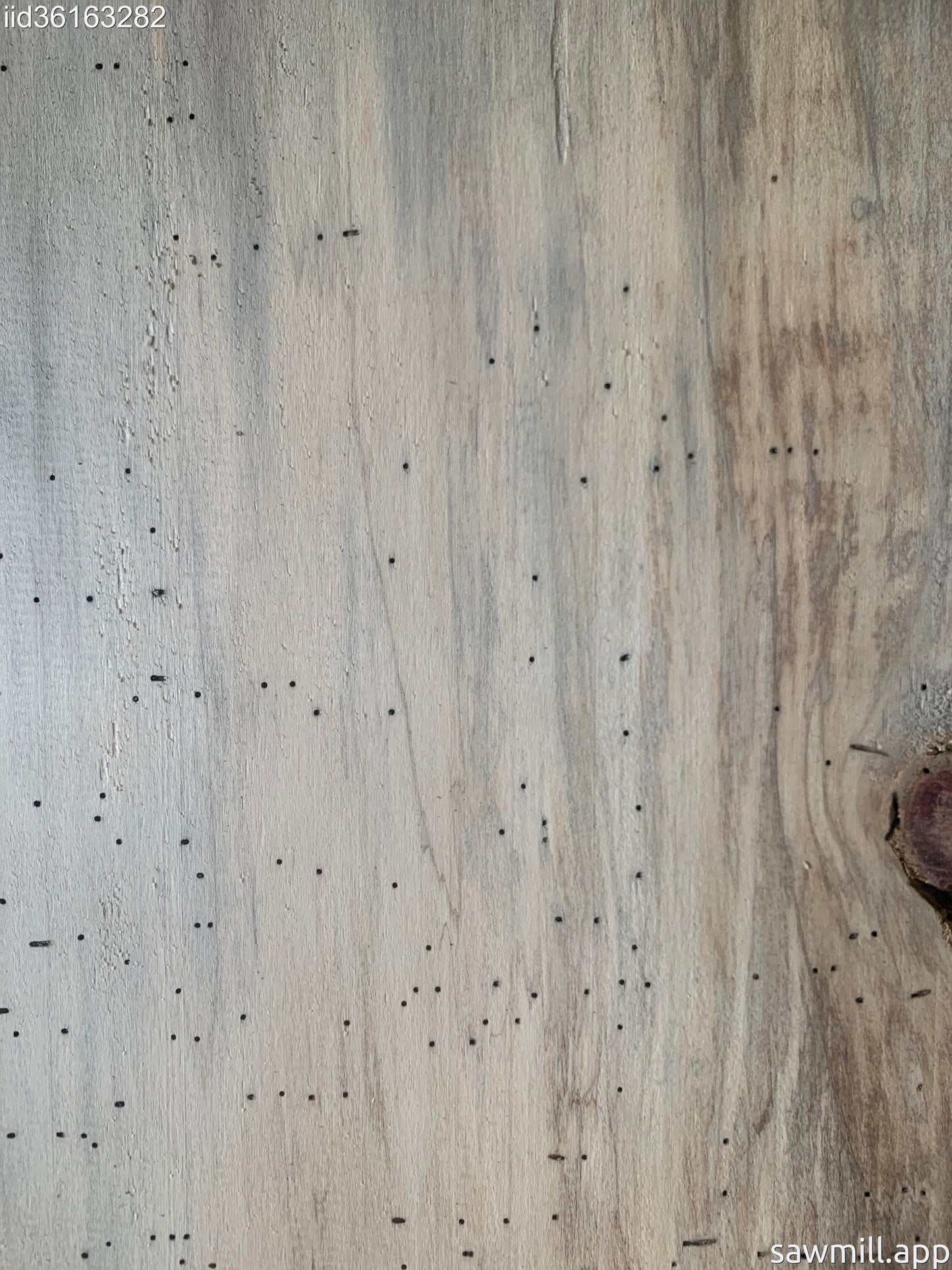 1" x 7" x 61" Norfolk Pine