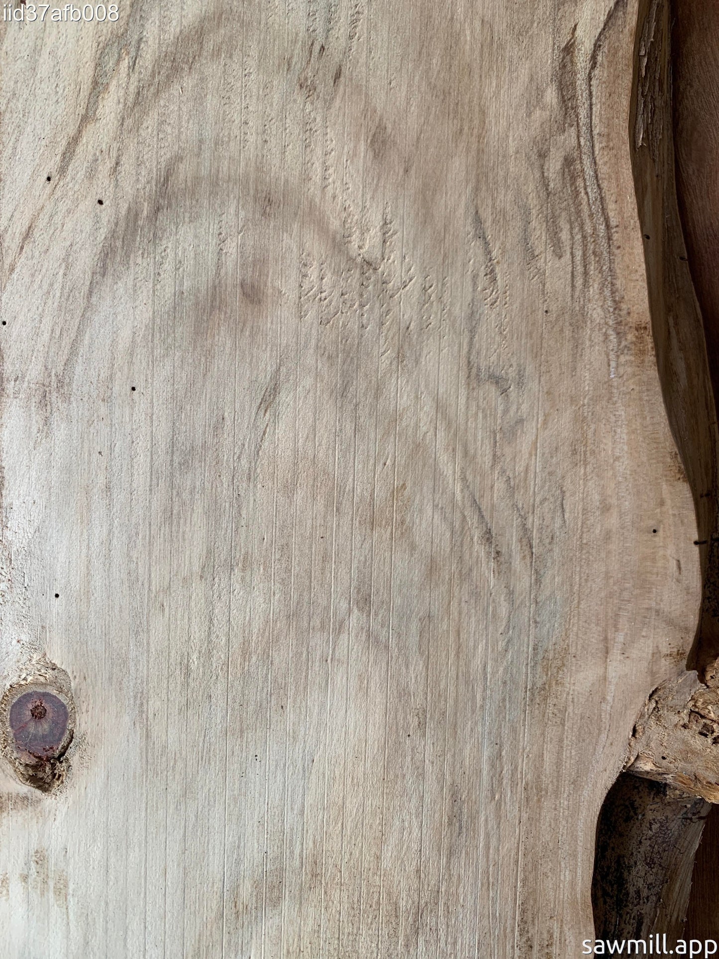 1" x 7" x 40" Norfolk Pine