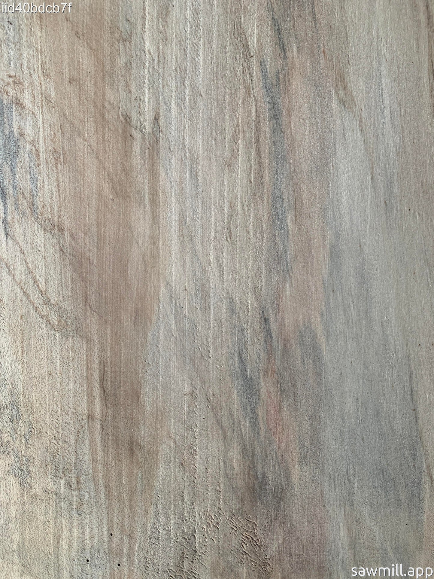 1" x 7" x 44" Norfolk Pine