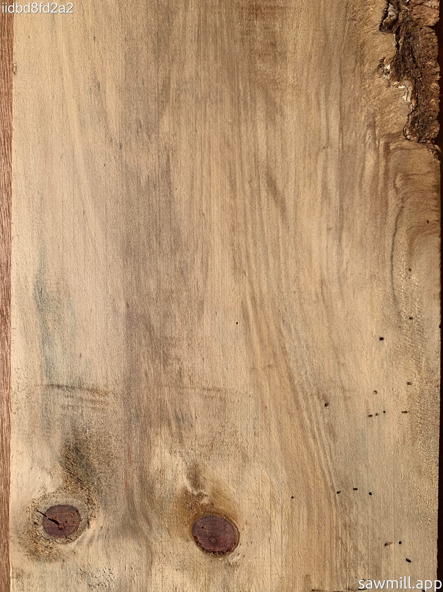1" x 7" x 45" Norfolk Pine