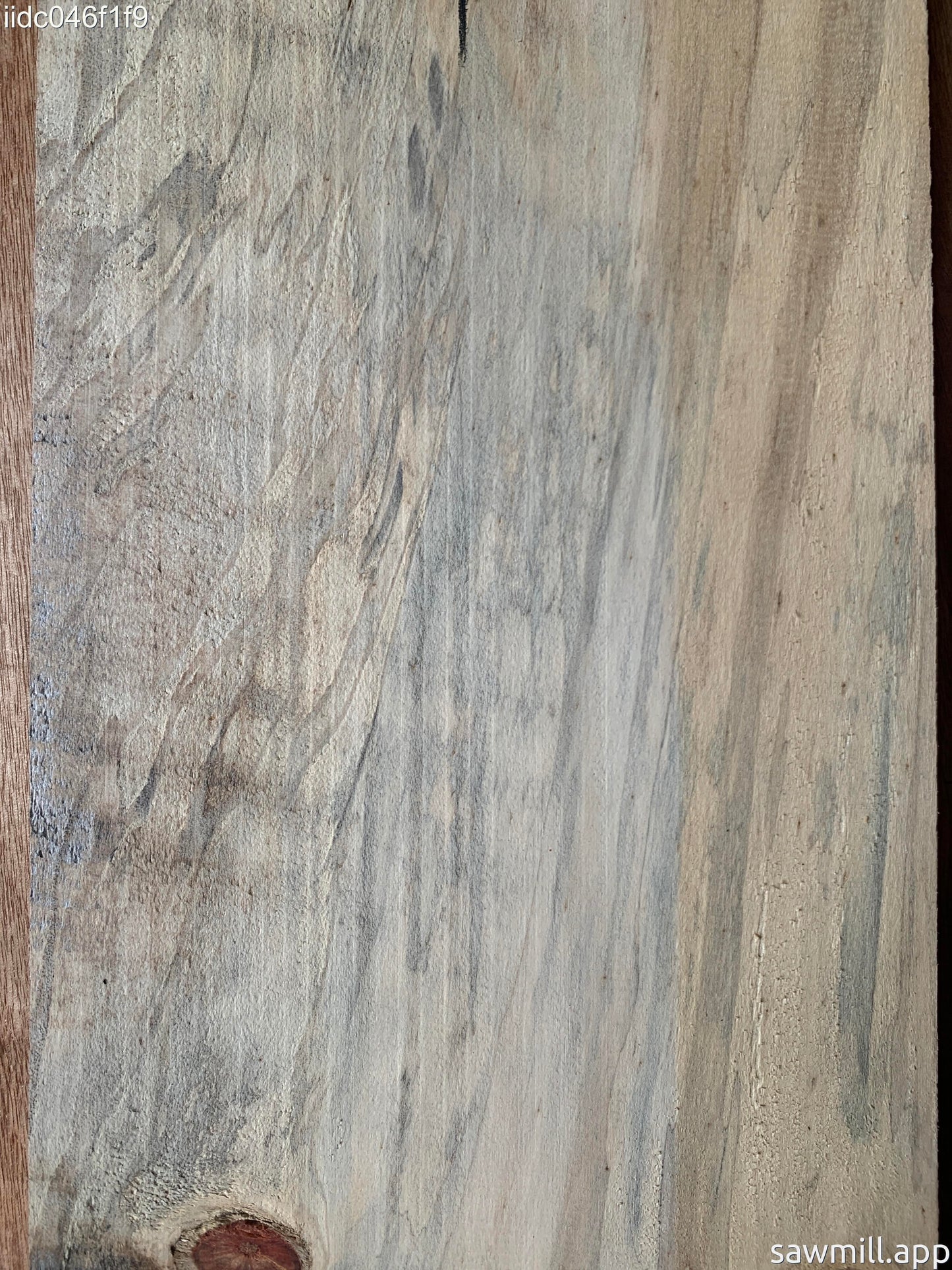 1" x 8" x 41" Norfolk Pine