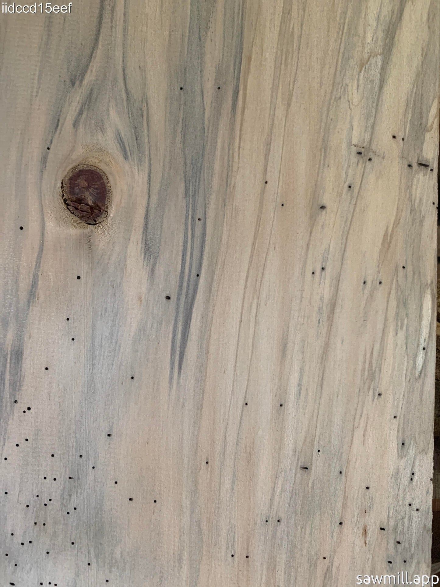 1" x 7" x 70" Norfolk Pine