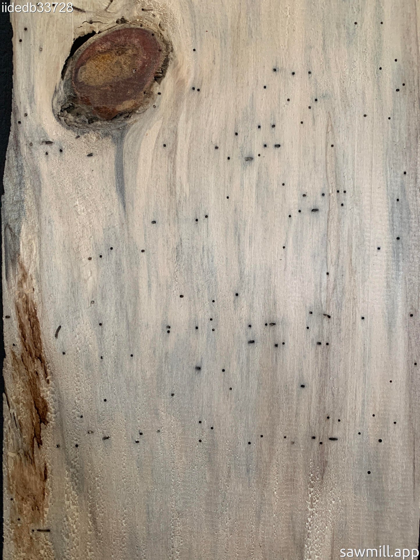 1" x 7" x 72" Norfolk Pine