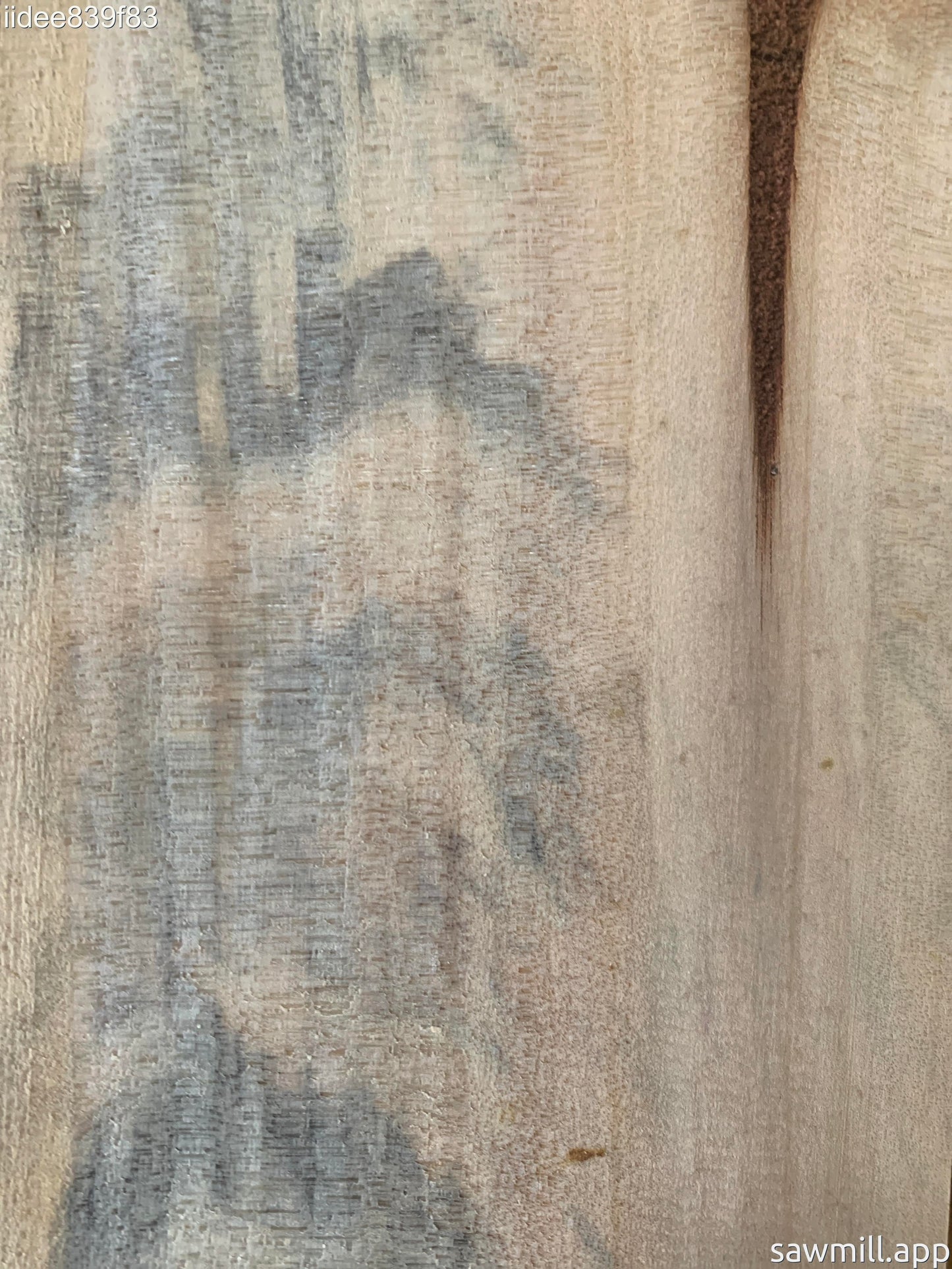 1" x 4" x 48" Norfolk Pine